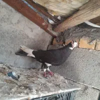 دورگ|پرنده|رامهرمز, |دیوار