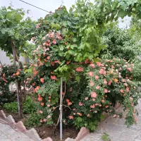 منزل ویلایی فروشی