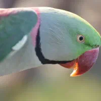 شاه طوطی