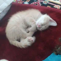 گربه دوماهه اسمش لئو