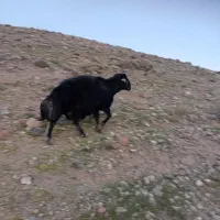 قوچ سه ساله افشار  میش