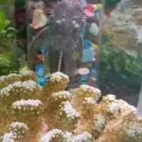 پوزه بوته ای|ماهی|اسلامشهر, شهرک مهدیه|دیوار