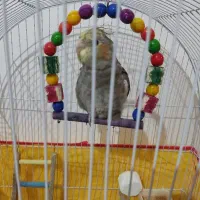 عروس هلندی با قفس