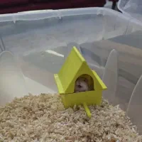 دو عدد همستر بالغ