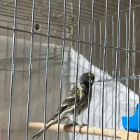 گلبسر دهن سهره