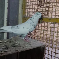 کبوتر گرگی|پرنده|اصفهان, منتظرالمهدی|دیوار