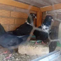 جفت کفتر طوق سفید