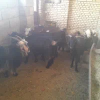 بزنامبروان|حیوانات مزرعه|شوشتر, |دیوار