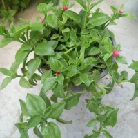 گل ناز یخی و برگ بیدی زیبا