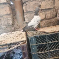 ۲عددکبوتر گرفتنی