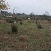 زمین به متراژ ۵۰۰ متر|فروش زمین و ملک کلنگی|حویق, |دیوار