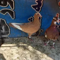 زرد پلنگ وکلی