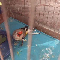 سهره یا سقا بافتی نر گل بلند|پرنده|کرمان, |دیوار