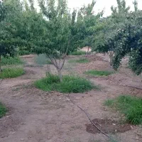 باغی بمساحت200متردرنیشابورروستای سعیداباد|فروش دفتر صنعتی، کشاورزی، تجاری|نیشابور, فضل|دیوار