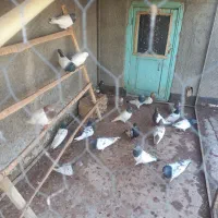 کبوتر فروشی|پرنده|میانه, |دیوار