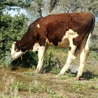 گاو یا گوساله