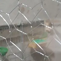 فروش سه تا نر گلدین خوش ذات با یه ماده|پرنده|جهرم, |دیوار