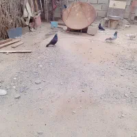 کبوتر|پرنده|جیرفت, |دیوار