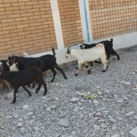 باسلام ۴ عدد تیر بز ۳ عدد بیگ