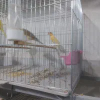 پرنده سرای کاسکو|پرنده|خوی, |دیوار