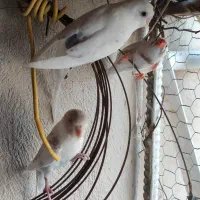 مرغ عشق و فنچ|پرنده|ایرانشهر, |دیوار