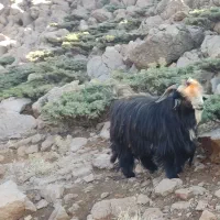 بعده تخمی|حیوانات مزرعه|میانکوه, |دیوار