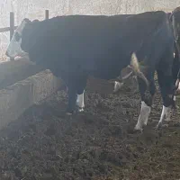 گوساله سیمنتال اصل