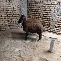 نر بره