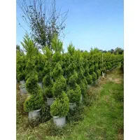 لاوسون  پیچ و یاس جعبه ۴۰و۴۵|خدمات باغبانی و درختکاری|کلاچای, |دیوار