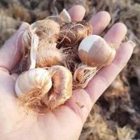 پیاز زعفران قاینات خرید پیاز زعفران کشاورز قائنات|خدمات باغبانی و درختکاری|قائن, |دیوار