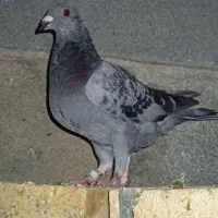 کبوتر