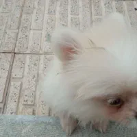 یک سگ داریم. برای.  واگذاری