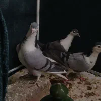 کبوتر دمگیر