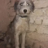 توله سگ ماده قدرجونی ریشی گله ای|سگ|اصفهان, کوی امیریه|دیوار