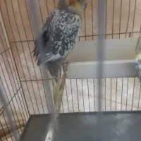 عروس هلندی|پرنده|تهران, مسعودیه|دیوار