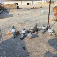 کبوتر آلمانی و رنگی ساده|پرنده|گنبد کاووس, |دیوار