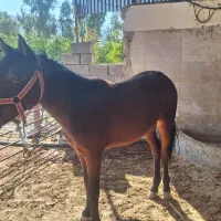 فروش یک راس اسب خرسان جوان|اسب و تجهیزات اسب‌سواری|ایذه, |دیوار