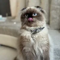 اسکاتیش هیمالین پوینت