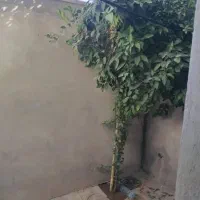 اجاره خانه ویلایی ۶۰ متری ۱ خوابه در سلطان آباد|اجارهٔ خانه و ویلا|شیراز, سلطان آباد|دیوار