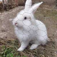 خرگوش جرسی (ماده)