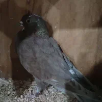 کبوتردونه ای۱۵۰|پرنده|قم, آذر (نکویی)|دیوار