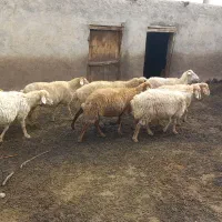 گوسفند  در دام|حیوانات مزرعه|قشلاق دشت, |دیوار