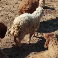 بره|حیوانات مزرعه|امیدیه, |دیوار
