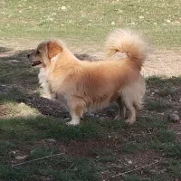 سگ پاکوتاه