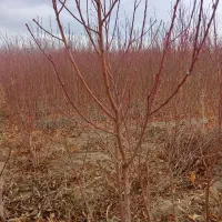 هلو3ساله نهال ازهمه رقم عمده