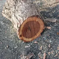 خریدار چوب باغی