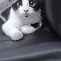 واگذاری گربه میکس بریتیش|گربه|اصفهان, باغ گلها|دیوار