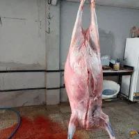گوشت گوسفندی چاق