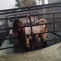 چپش|حیوانات مزرعه|جیرفت, |دیوار