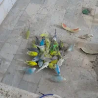 مرغ عشق.